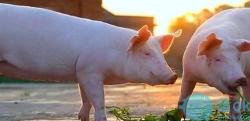 畜禽糞污機械處理，綠色養(yǎng)殖節(jié)本增效