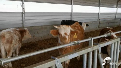 濰坊市坊子區(qū)110余名畜牧技術(shù)人員下沉服務，保障畜禽安全過冬