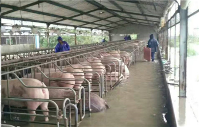 洪水無(wú)情，中糧有情——“新飼軍”與客戶攜手抗洪，共筑水產(chǎn)養(yǎng)殖防線