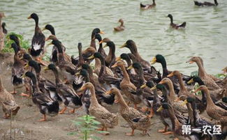 新疆于田麻鴨 特色畜禽資源新成員，點(diǎn)亮水產(chǎn)養(yǎng)殖新圖景